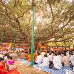 Buddhist pilgrims chant and meditate below the Bodhi Tree, the descendent of the tree where the Buddha attained enlightenment, at the Mahabodhi Temple in Bodhgaya India.