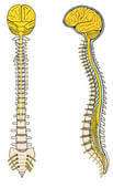 Cerebrospinal system correction to straighten alignment with insight meditation practice self spiritual energy healing. Ego contracts while the soul expands